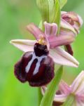 Ophrys sipontensis